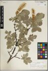 Foto von Salix lanata L.
